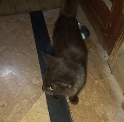 3 Months Old Persian Female Kitten for Sale
