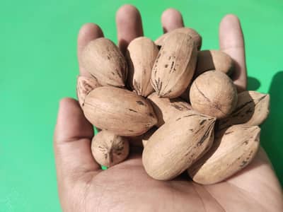 Pecan Nuts Akhrot Fresh Stock Available