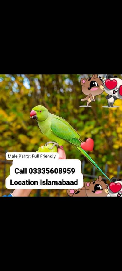 Hand Tamed Full Friendly Green Ring Neck Male Parrot