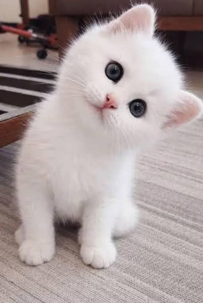 Persian kittens whatapp//0320 //7093//727