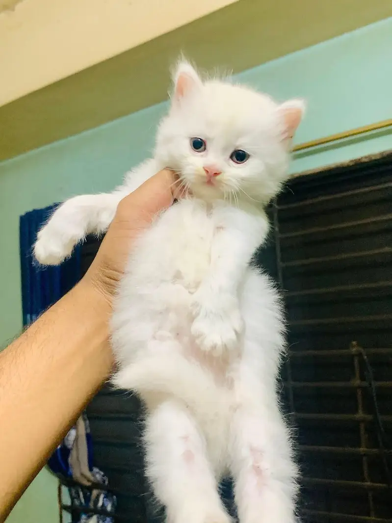 Persian kittens whatapp//0320 //7093//727 — photo 3