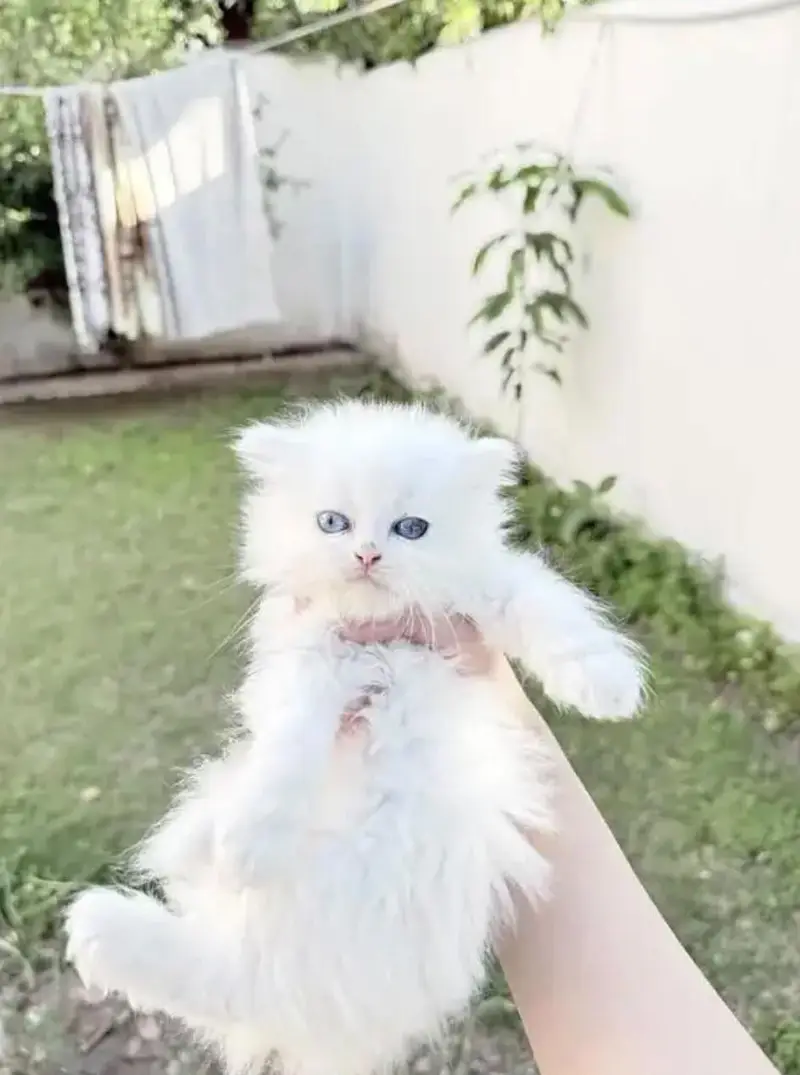 Persian kittens whatapp//0320 //7093//727 — photo 4