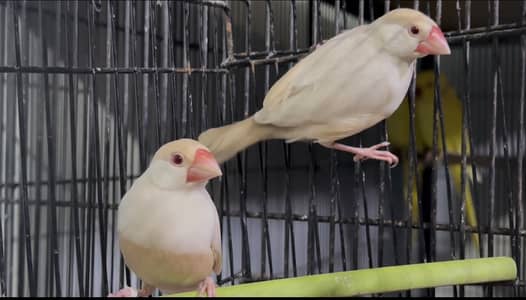 Pastel Fawn java breeder pair
