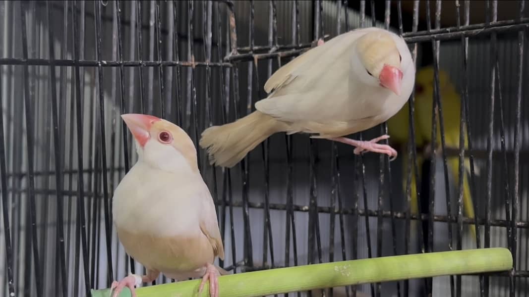 Pastel Fawn java breeder pair 1