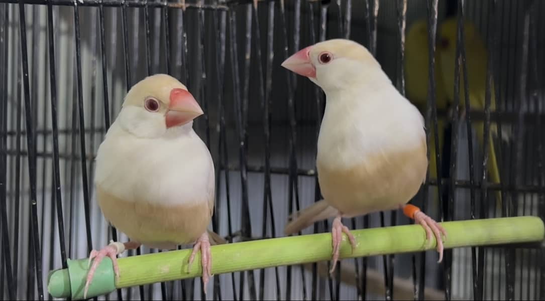 Pastel Fawn java breeder pair 2
