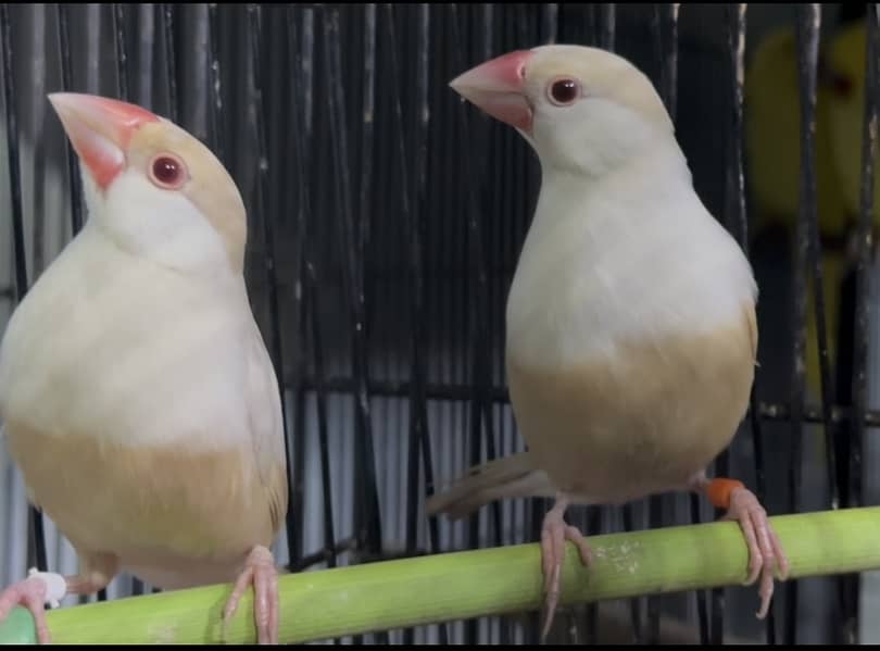 Pastel Fawn java breeder pair 3