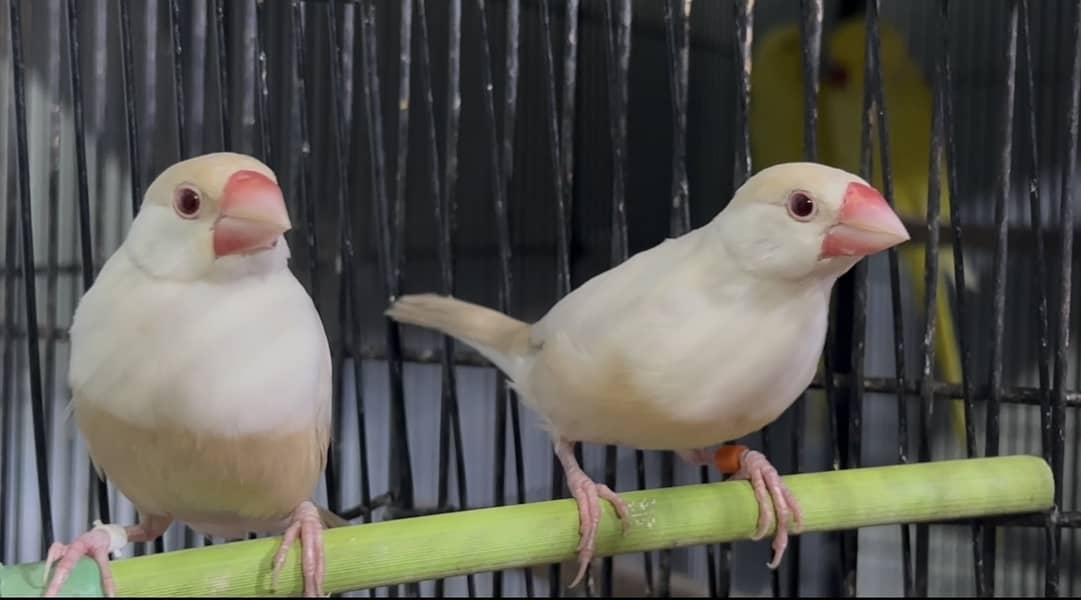 Pastel Fawn java breeder pair 4