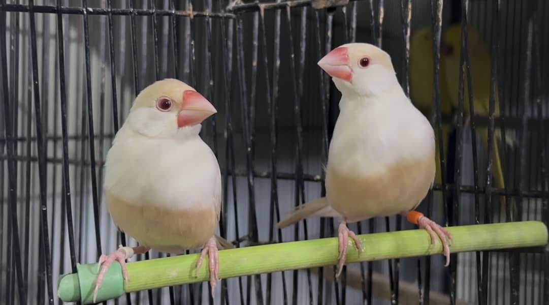 Pastel Fawn java breeder pair 5