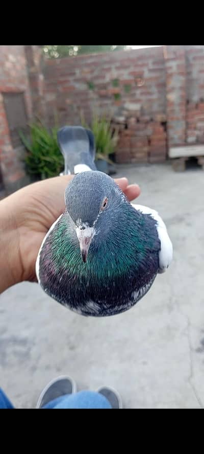 breedar Bird