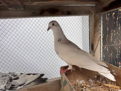 Kabootar