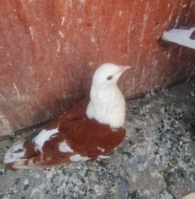 karblai breedar female lucky pair with chick