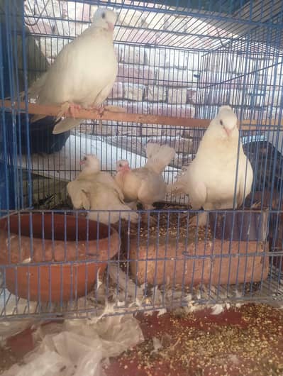 indian lucky breedar pair