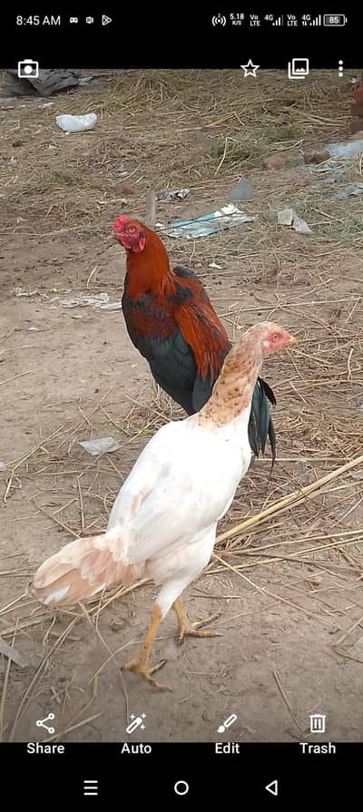 urgent sale seel hens
