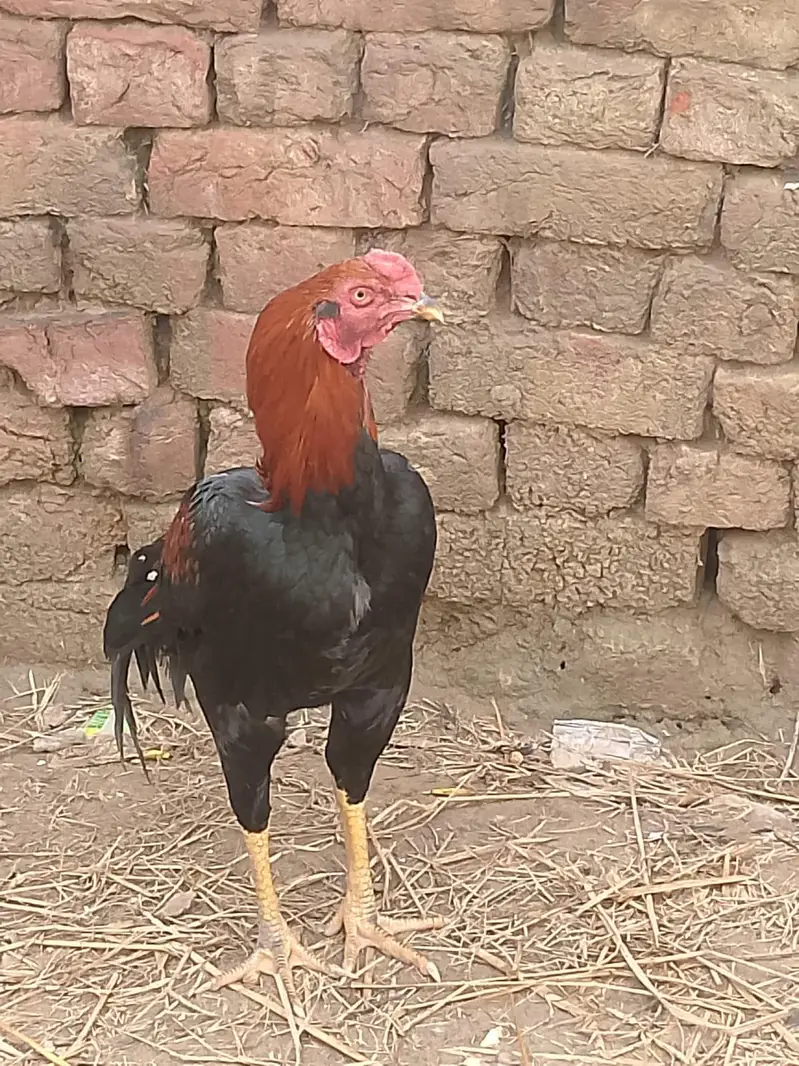 urgent sale seel hens — photo 2