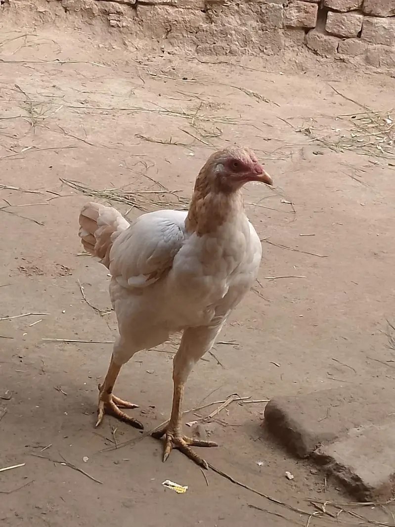 urgent sale seel hens — photo 3