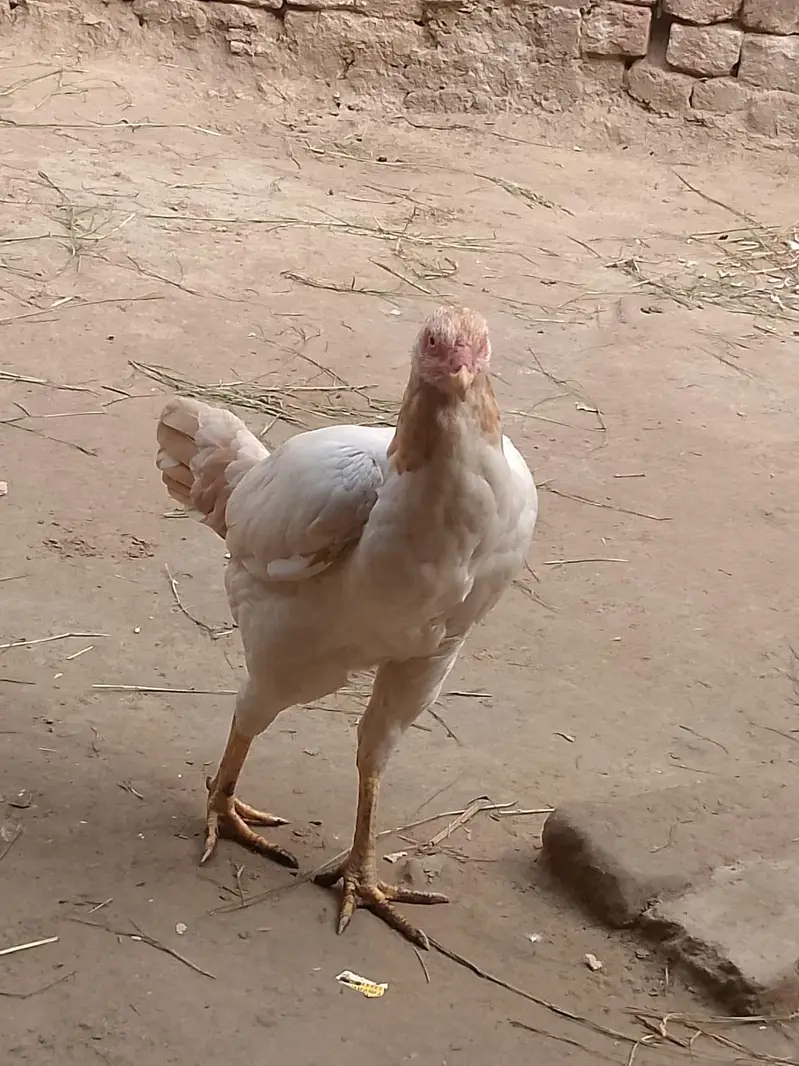 urgent sale seel hens — photo 4