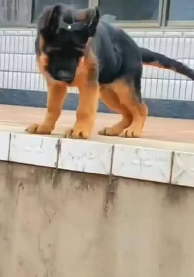 Pure German Shepherd breed for sale WhatsApp mi 03413996191
