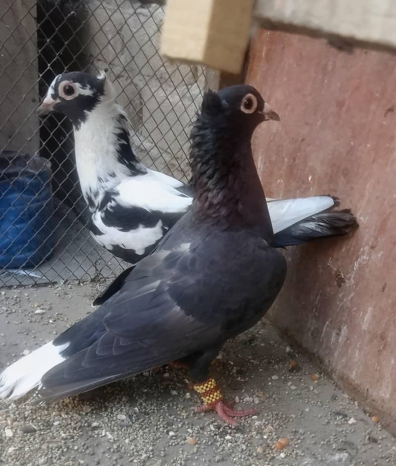 chamba breedar pair 1