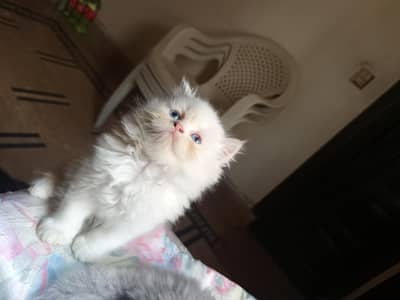 Persian kittens