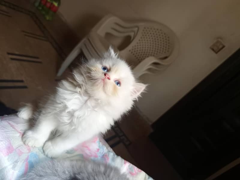 Persian kittens 0