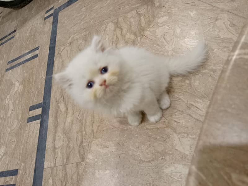 Persian kittens 1
