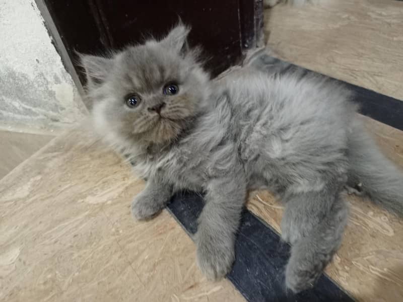 Persian kittens 2
