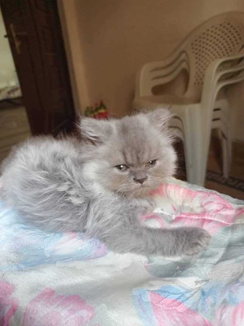 Persian kittens 3
