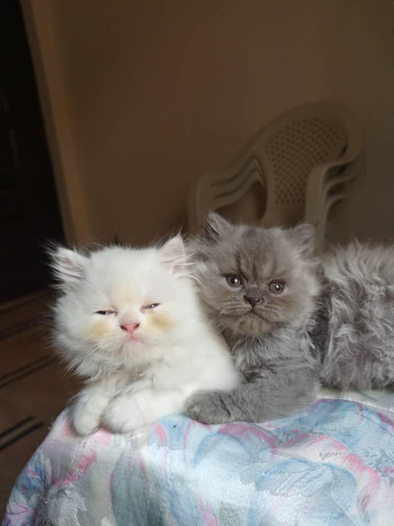 Persian kittens 4