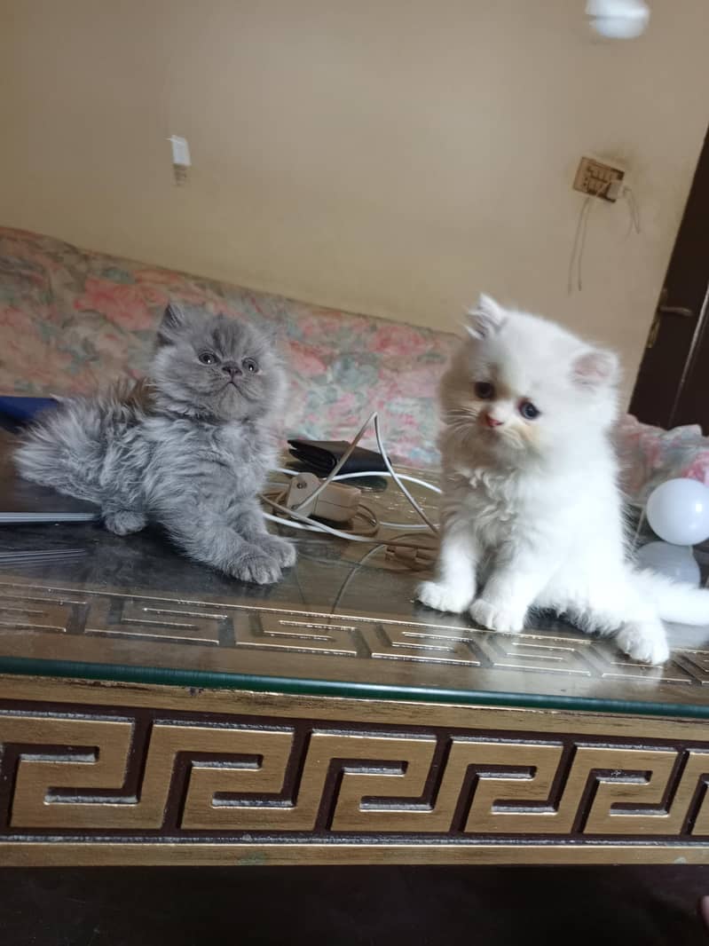 Persian kittens 5