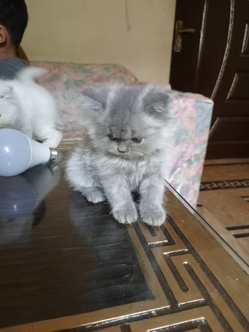 Persian kittens 6