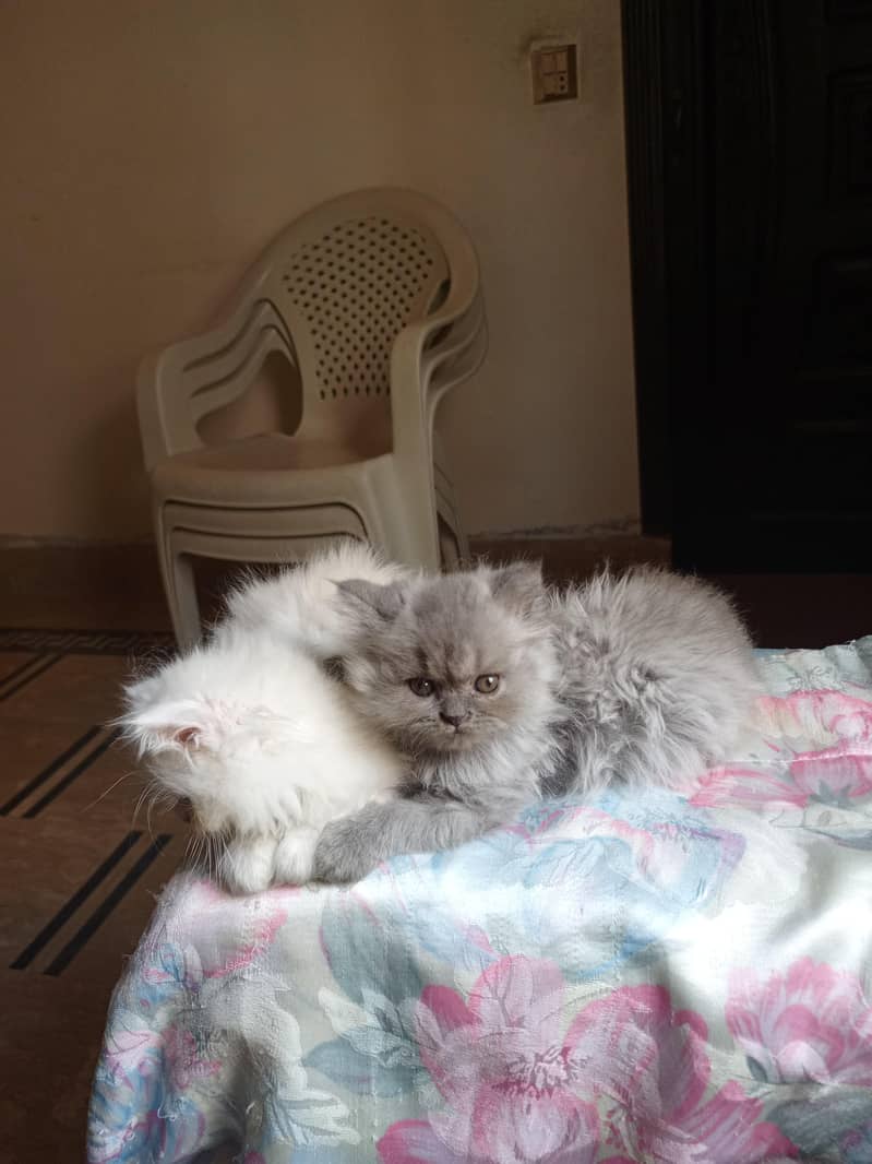 Persian kittens 7