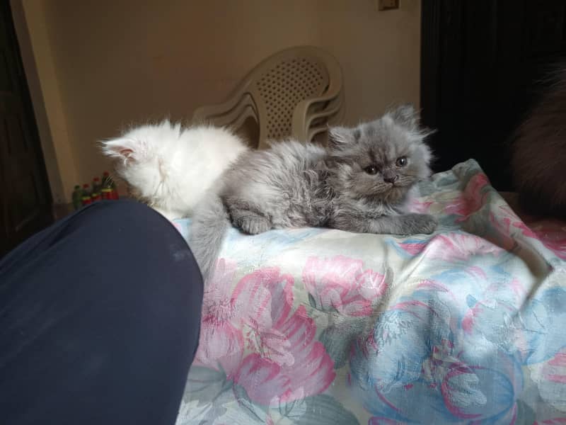 Persian kittens 8
