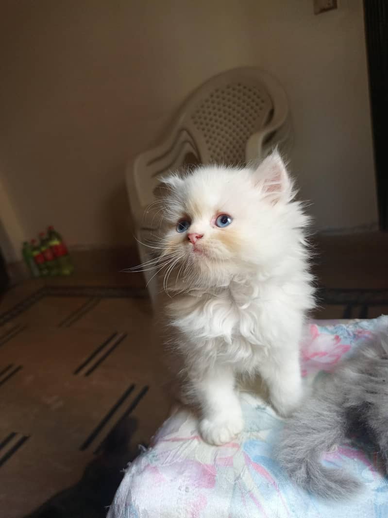 Persian kittens 9