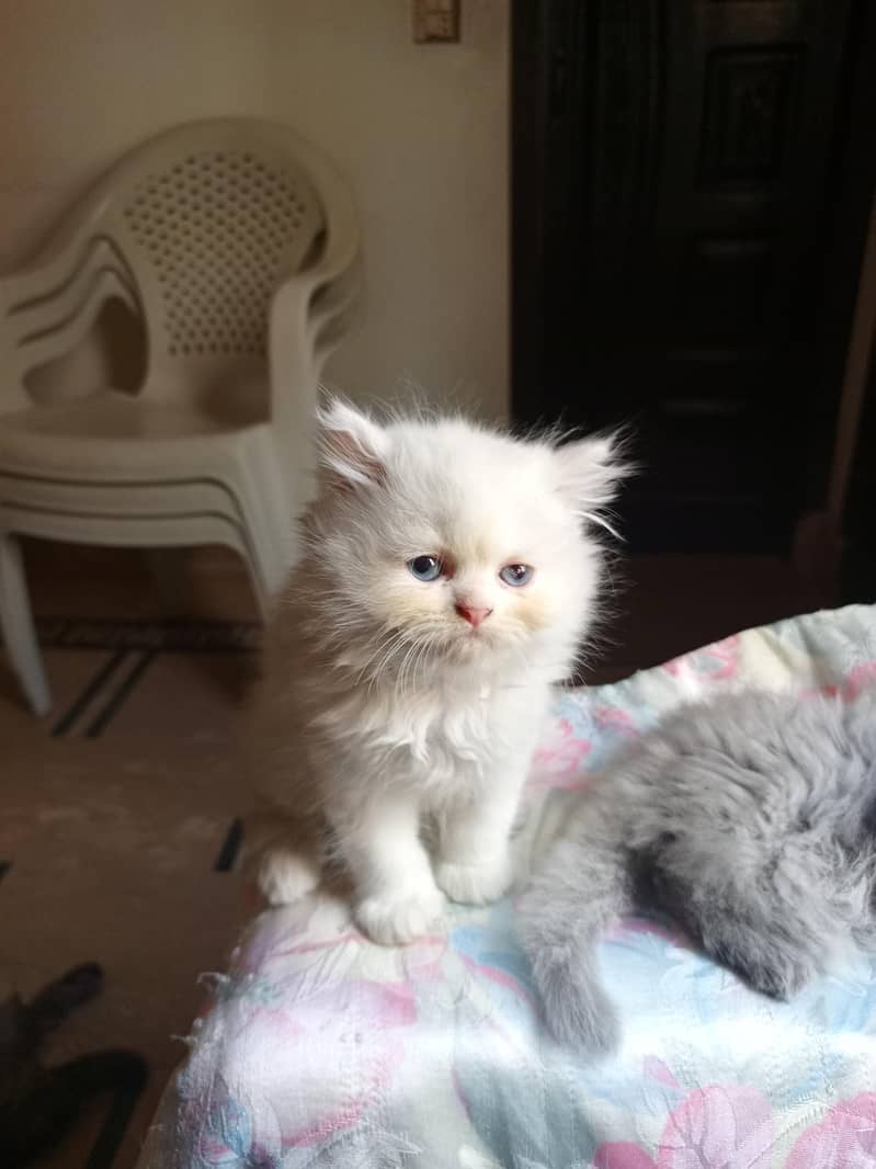 Persian kittens 10