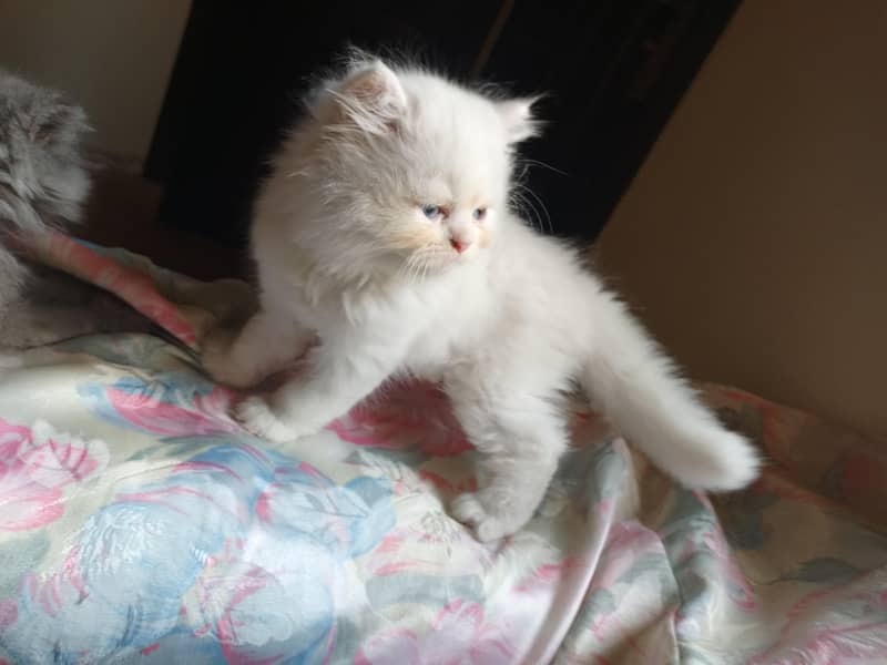 Persian kittens 11