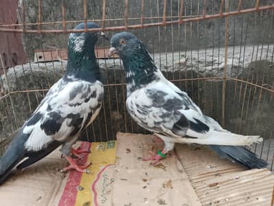 Beautiful breeder pair