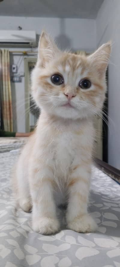 Persian cat playful kitten
