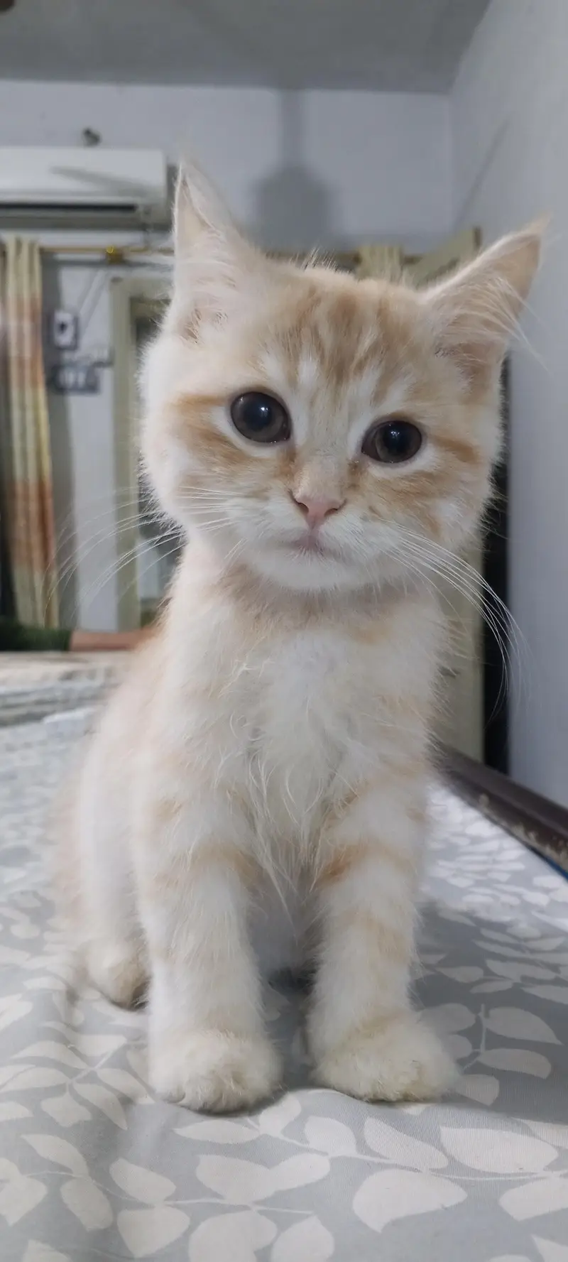 Persian cat playful kitten — photo 2