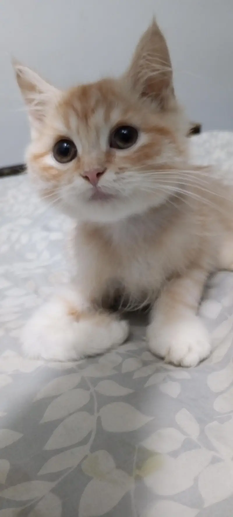 Persian cat playful kitten — photo 3