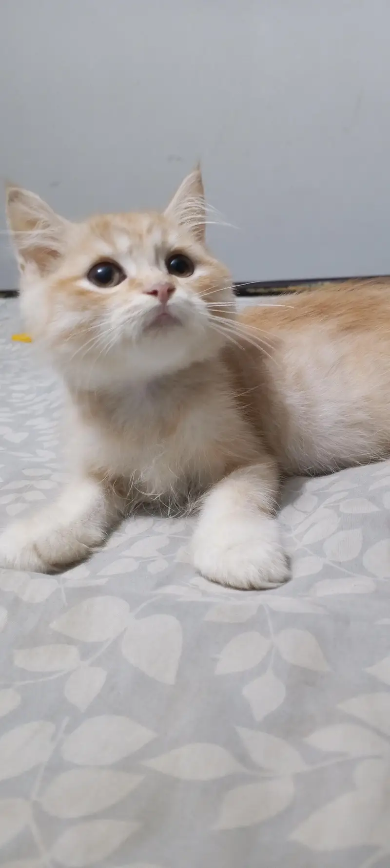 Persian cat playful kitten — photo 4