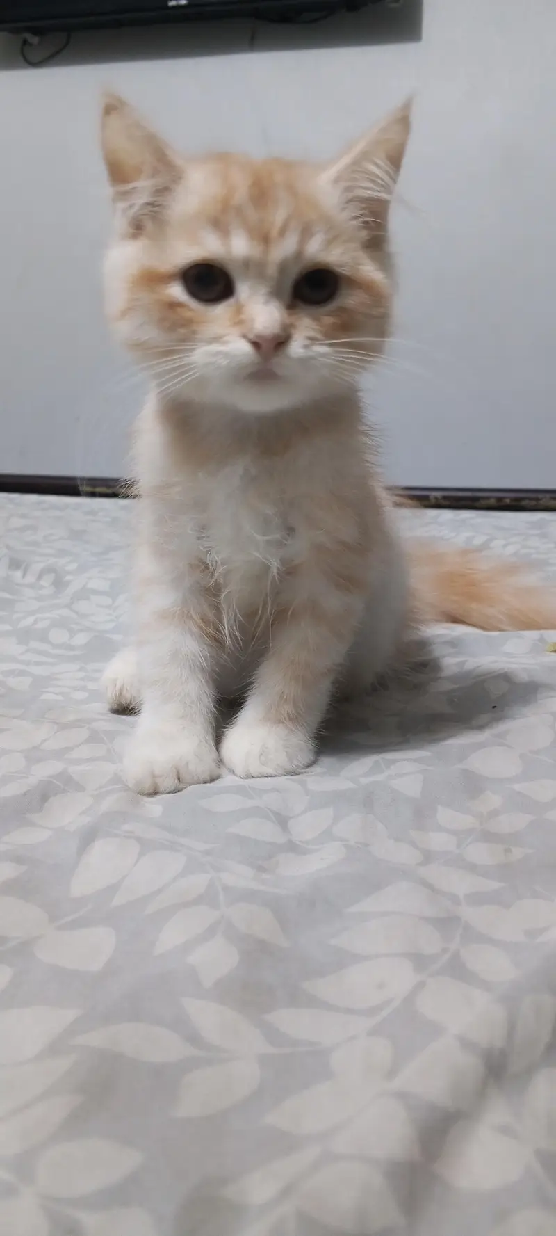 Persian cat playful kitten — photo 5