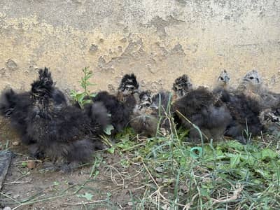 Silkie chicks for sale