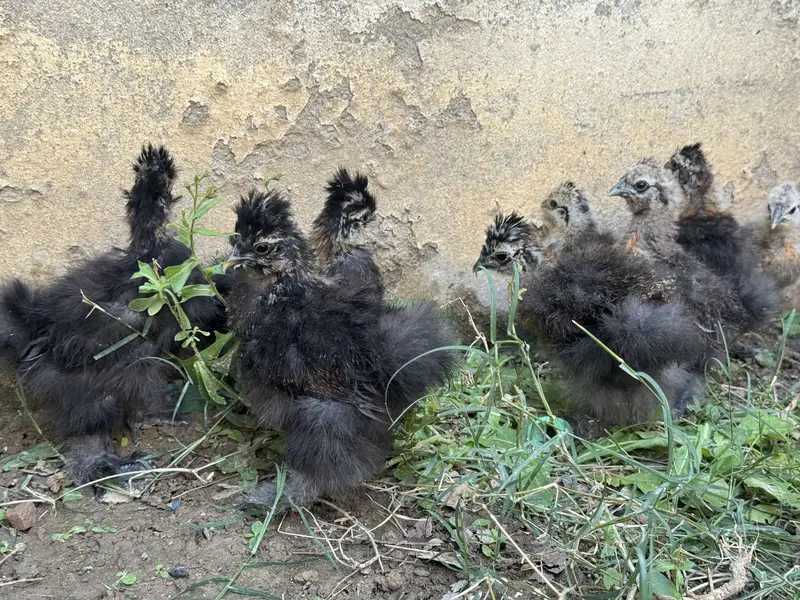 Silkie chicks for sale — photo 2