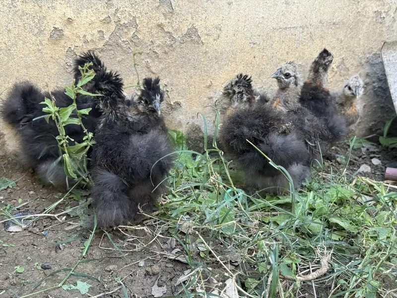 Silkie chicks for sale — photo 3