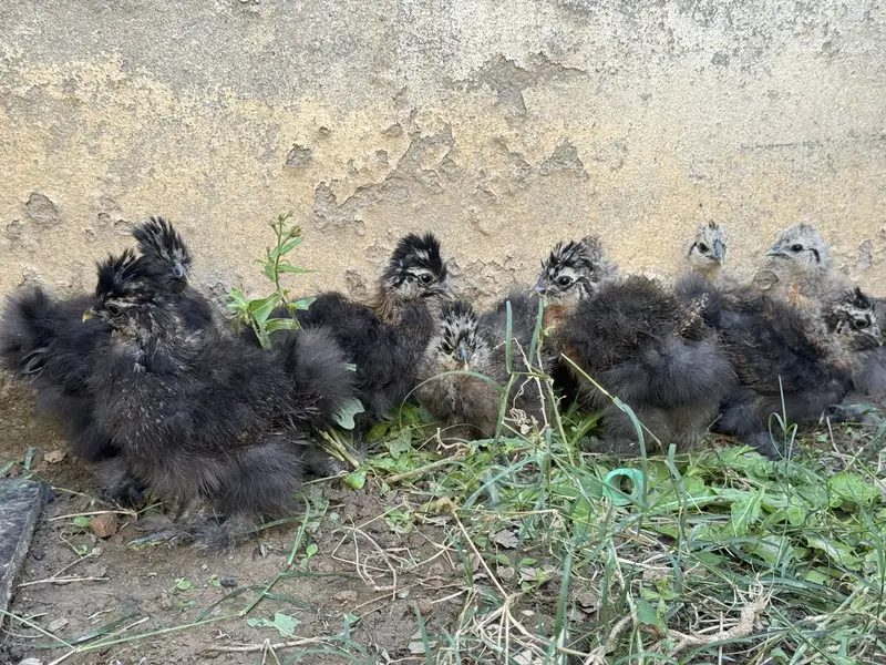 Silkie chicks for sale — photo 4