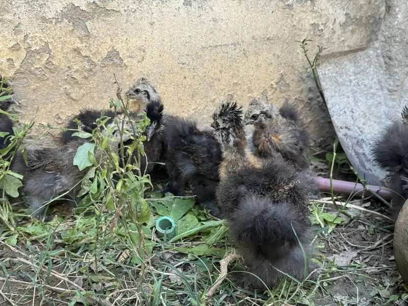 Silkie chicks for sale — photo 5