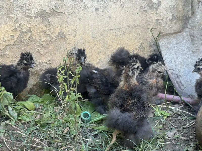 Silkie chicks for sale — photo 6