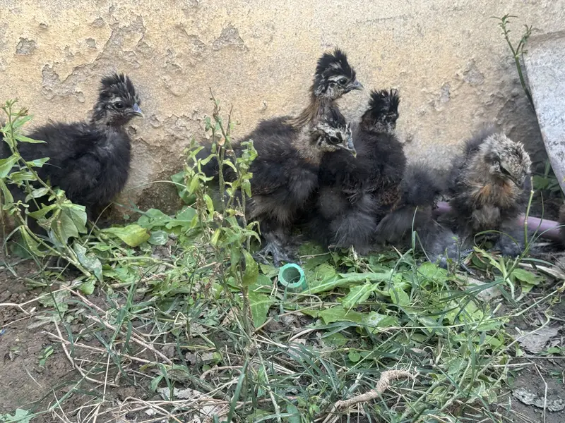 Silkie chicks for sale — photo 7