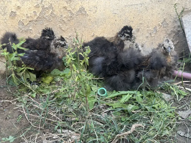 Silkie chicks for sale — photo 8