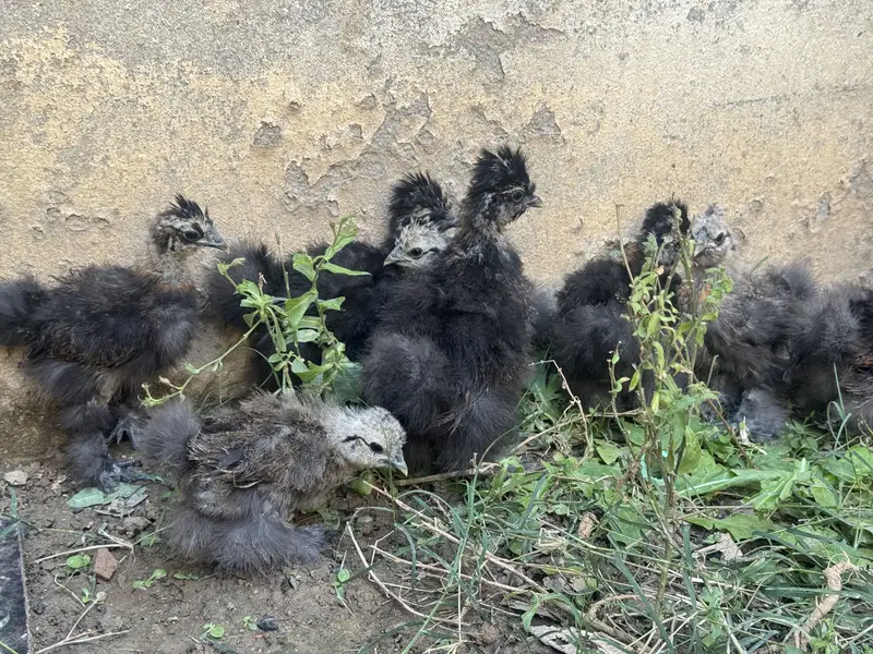 Silkie chicks for sale — photo 9